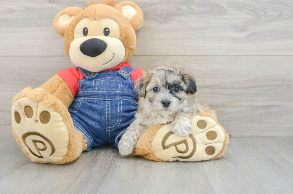 5 week old Havapoo Puppy For Sale - Premier Pups