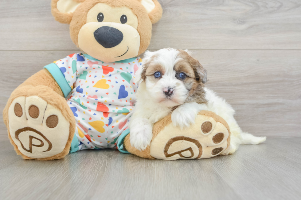 5 week old Havapoo Puppy For Sale - Premier Pups