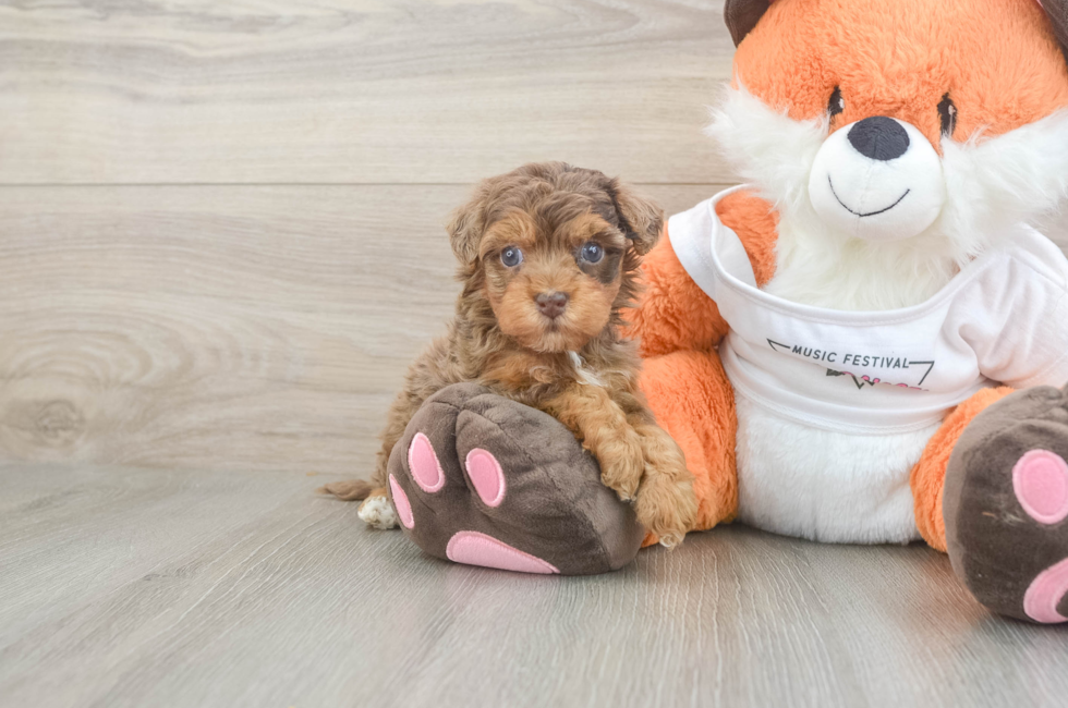 5 week old Havapoo Puppy For Sale - Premier Pups