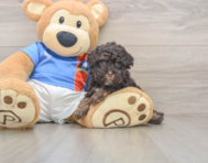 8 week old Havapoo Puppy For Sale - Premier Pups