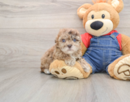 6 week old Havapoo Puppy For Sale - Premier Pups