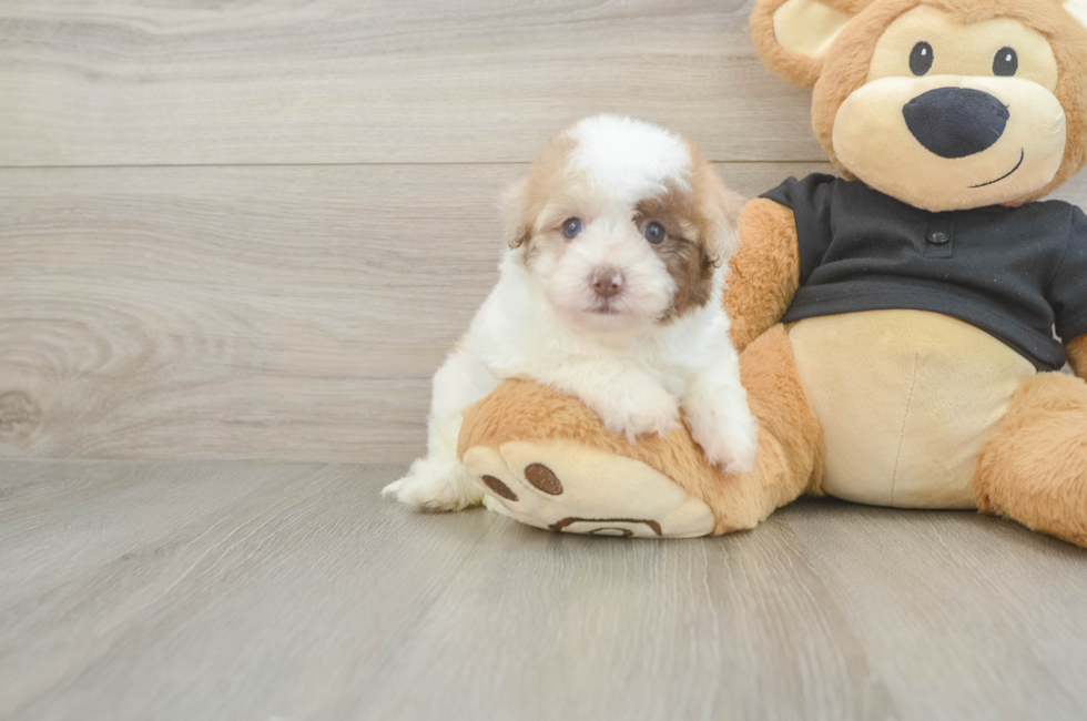 5 week old Havapoo Puppy For Sale - Premier Pups