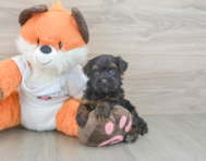 8 week old Havapoo Puppy For Sale - Premier Pups