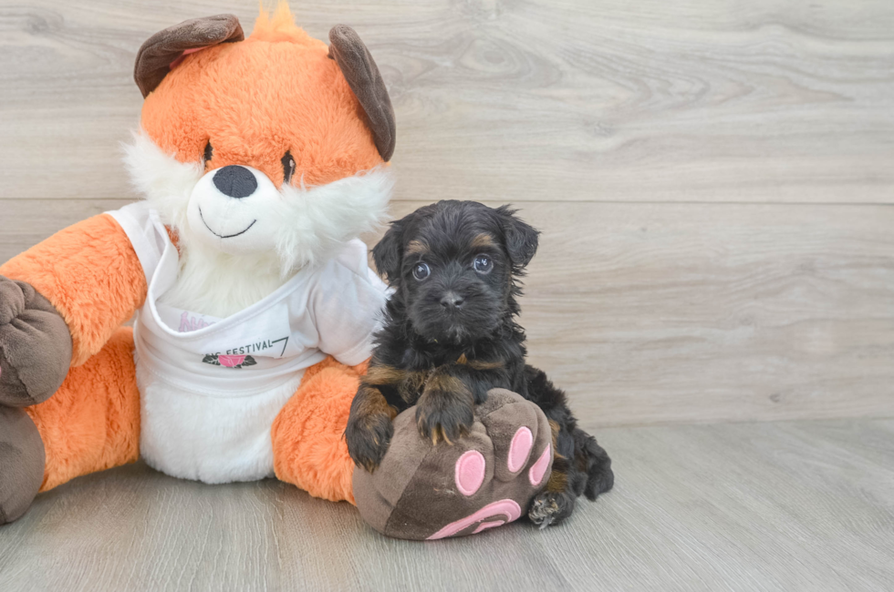 5 week old Havapoo Puppy For Sale - Premier Pups