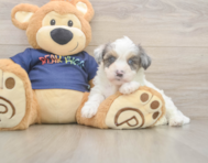 7 week old Havapoo Puppy For Sale - Premier Pups