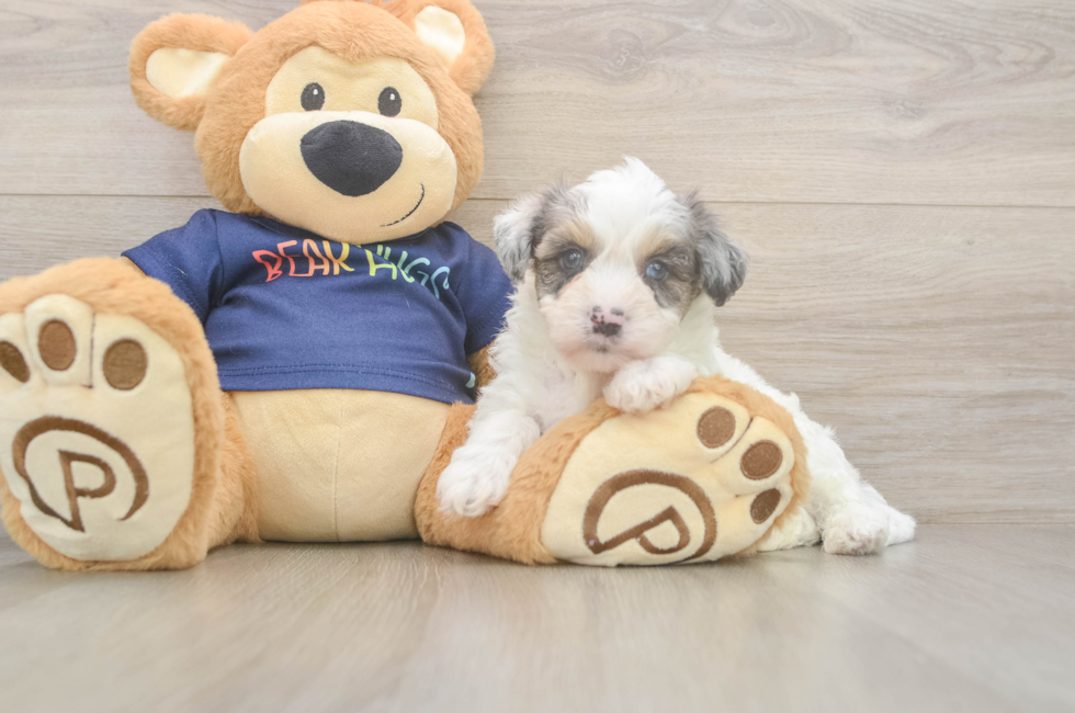 5 week old Havapoo Puppy For Sale - Premier Pups