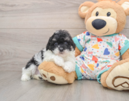 6 week old Havapoo Puppy For Sale - Premier Pups