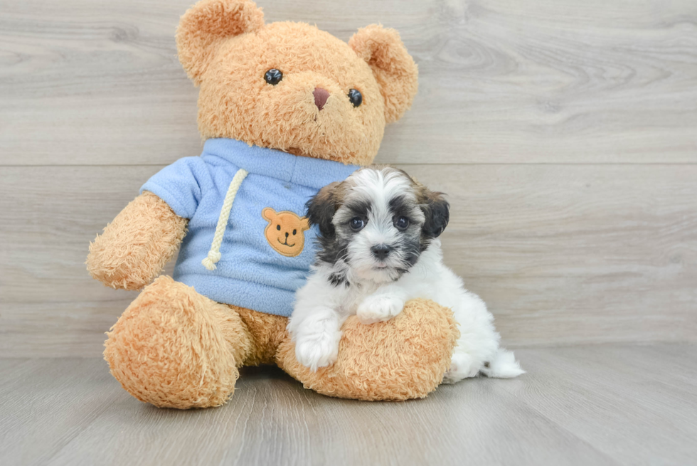 Energetic Havadoodle Poodle Mix Puppy