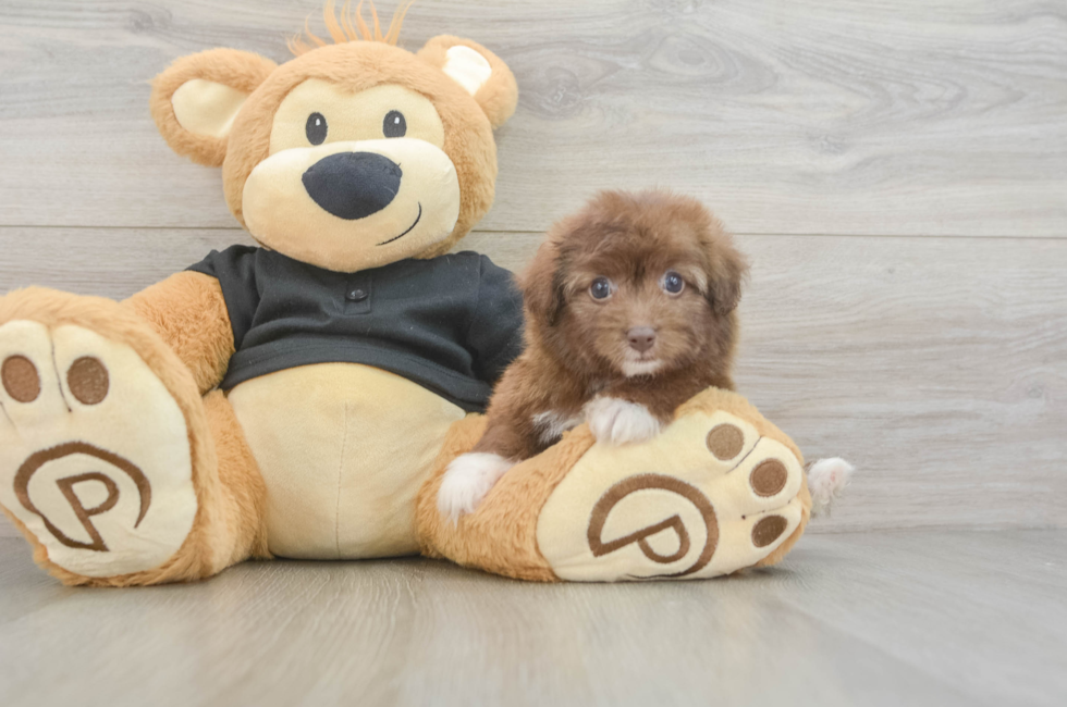5 week old Havapoo Puppy For Sale - Premier Pups
