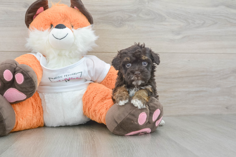5 week old Havapoo Puppy For Sale - Premier Pups