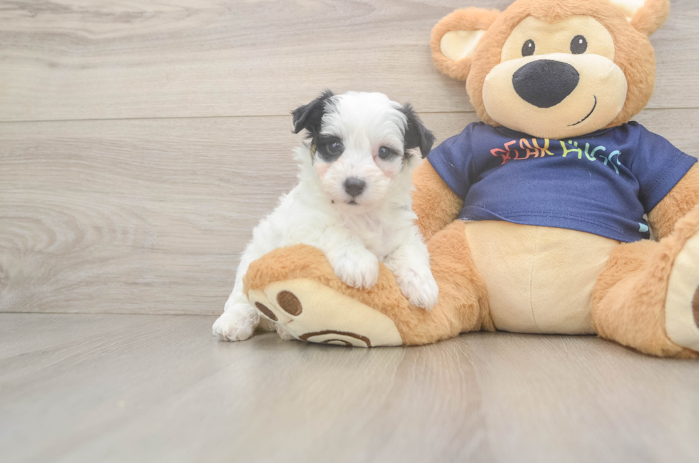 5 week old Havapoo Puppy For Sale - Premier Pups