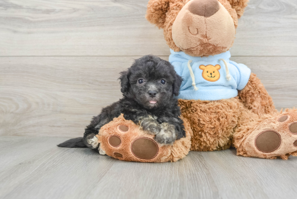 Havapoo Pup Being Cute