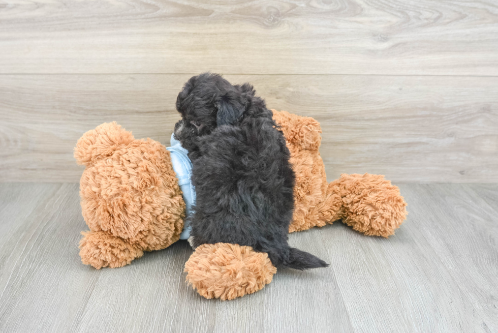 Havapoo Pup Being Cute