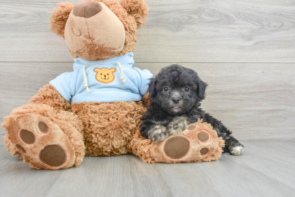 Havapoo Pup Being Cute