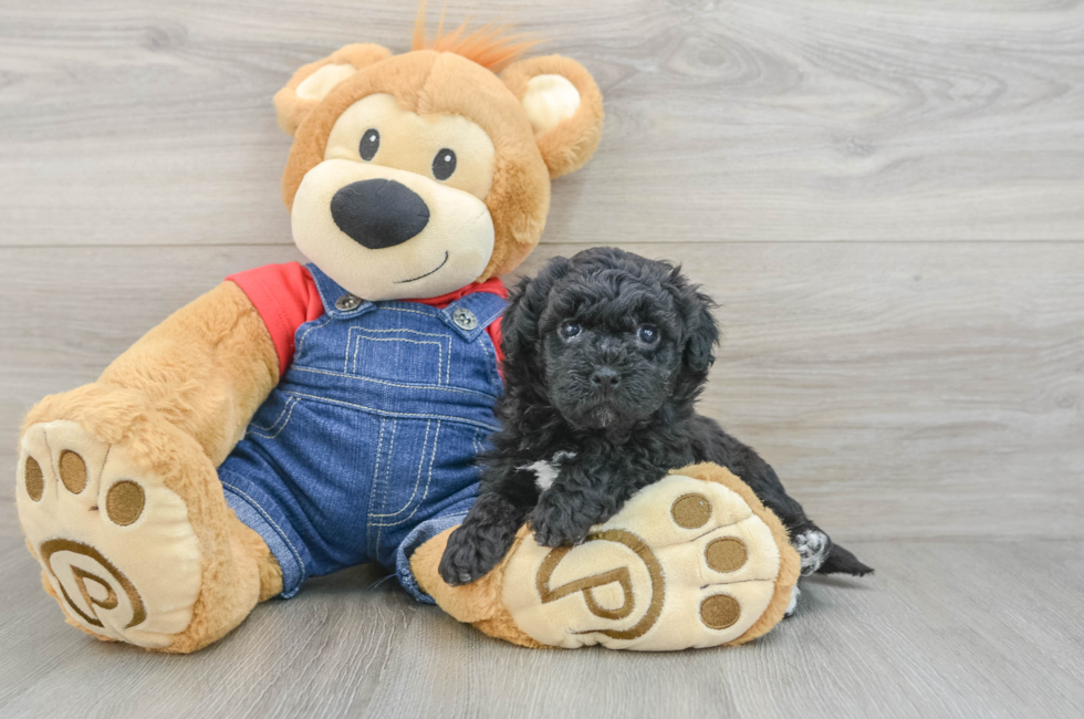 5 week old Havapoo Puppy For Sale - Premier Pups