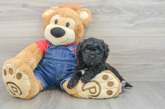 Havapoo Puppy for Adoption