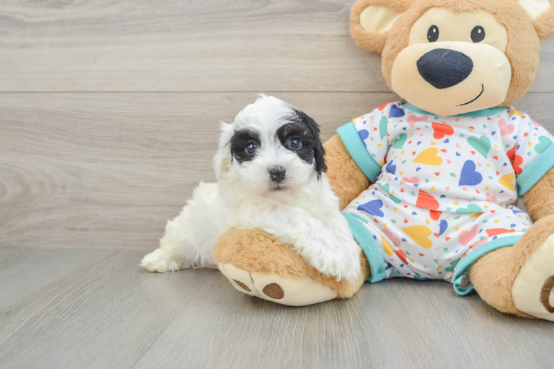 Meet Ninja - our Havapoo Puppy Photo 1/3 - Premier Pups
