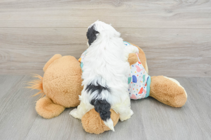 Meet Ninja - our Havapoo Puppy Photo 2/3 - Premier Pups