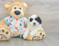 7 week old Havapoo Puppy For Sale - Premier Pups