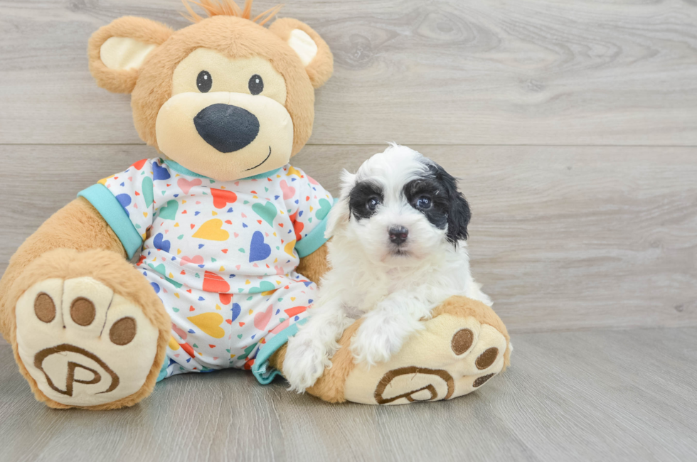 5 week old Havapoo Puppy For Sale - Premier Pups