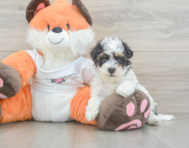 8 week old Havapoo Puppy For Sale - Premier Pups