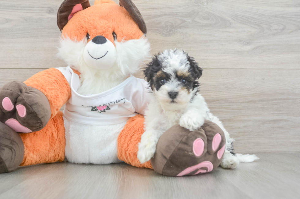 5 week old Havapoo Puppy For Sale - Premier Pups