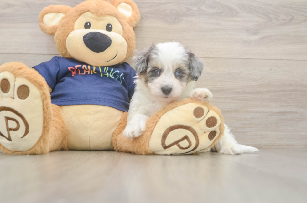 5 week old Havapoo Puppy For Sale - Premier Pups