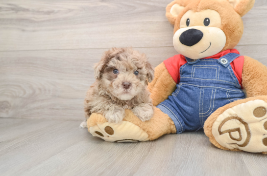 Cute Havapoo Baby