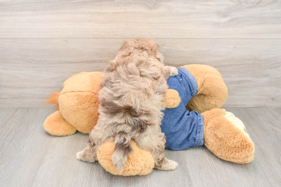 Havapoo Puppy for Adoption