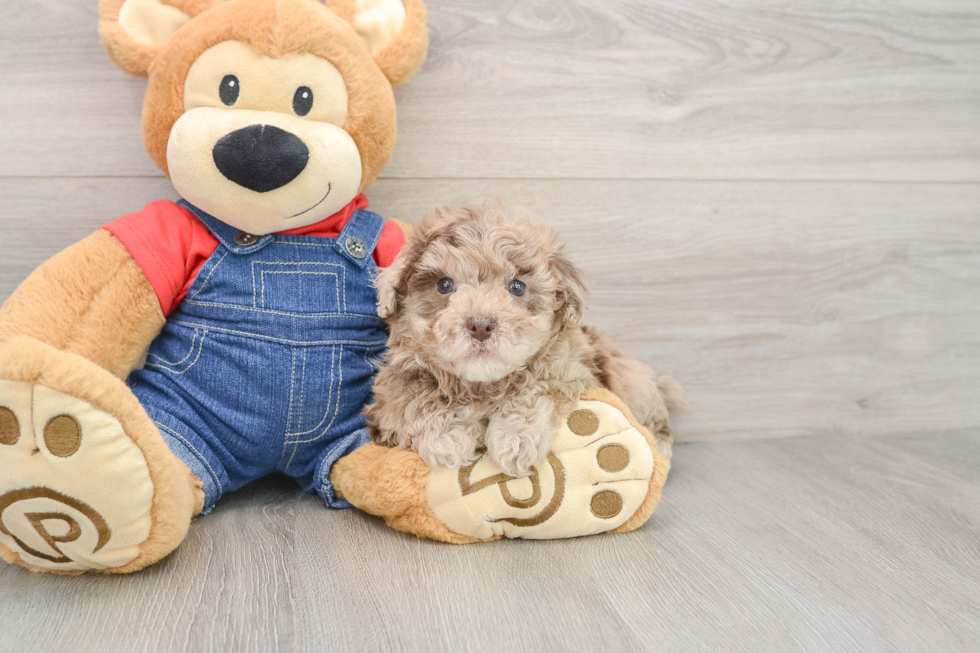 Playful Havadoodle Poodle Mix Puppy