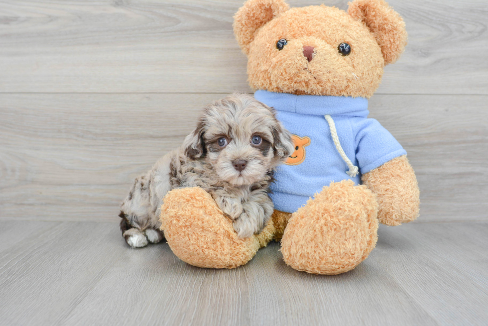 Energetic Havanese Poodle Mix Puppy