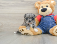 8 week old Havapoo Puppy For Sale - Premier Pups