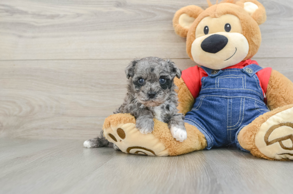 5 week old Havapoo Puppy For Sale - Premier Pups