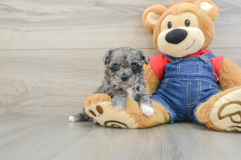 Meet Obi - our Havapoo Puppy Photo 1/3 - Premier Pups