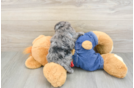 Funny Havapoo Poodle Mix Pup
