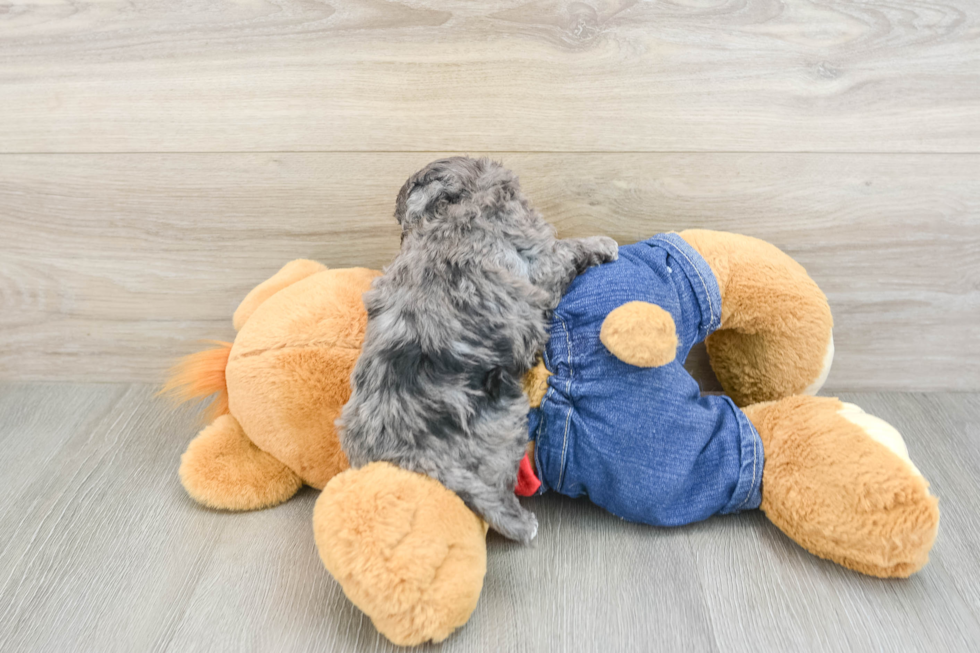 Funny Havapoo Poodle Mix Pup