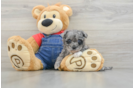 Cute Havapoo Baby