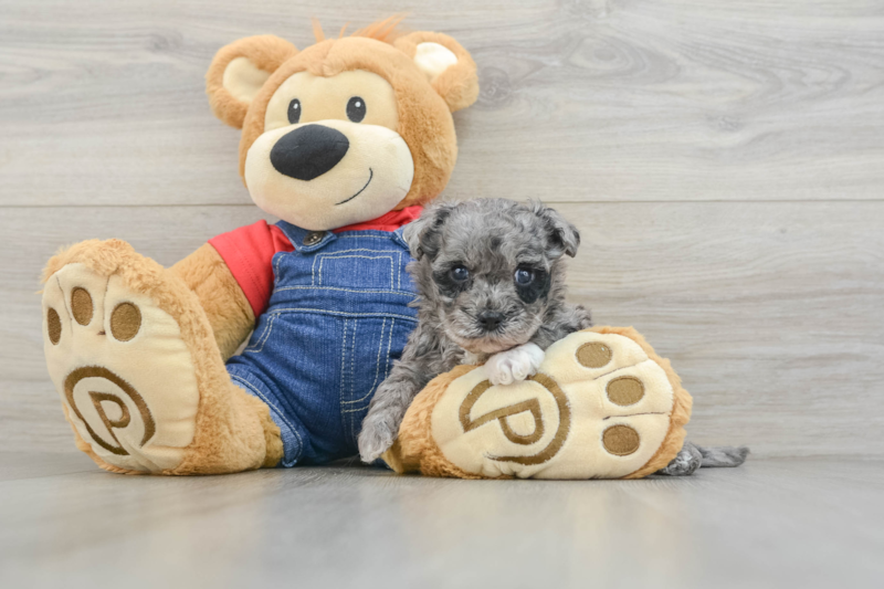 Meet Obi - our Havapoo Puppy Photo 3/3 - Premier Pups