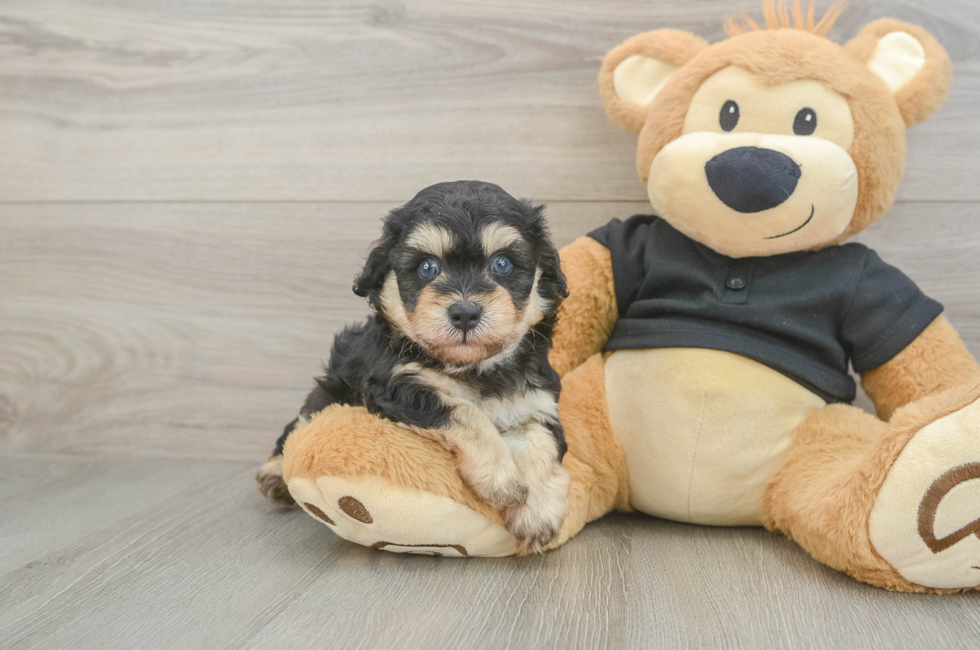 5 week old Havapoo Puppy For Sale - Premier Pups