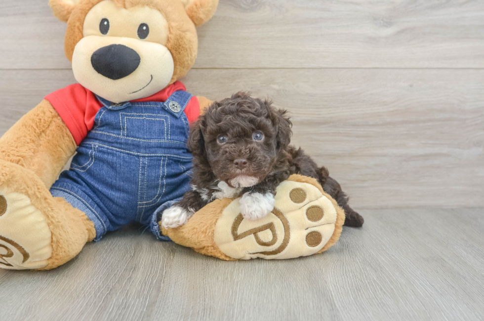 5 week old Havapoo Puppy For Sale - Premier Pups