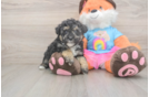 Funny Havapoo Poodle Mix Pup