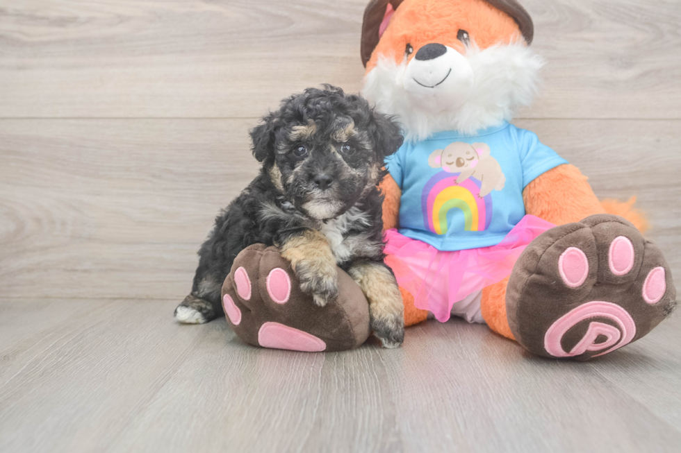Funny Havapoo Poodle Mix Pup