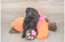 Energetic Havadoodle Poodle Mix Puppy