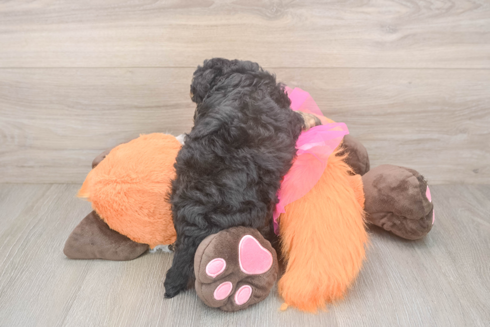 Energetic Havadoodle Poodle Mix Puppy