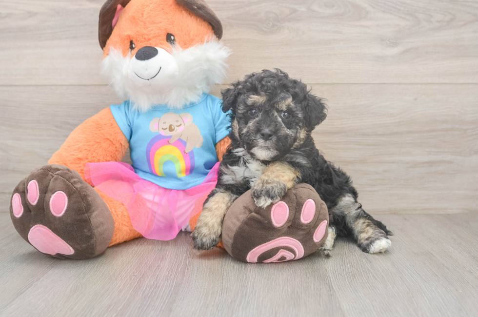 5 week old Havapoo Puppy For Sale - Premier Pups