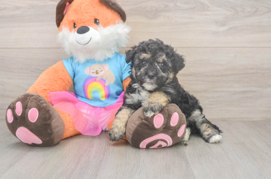 Best Havapoo Baby