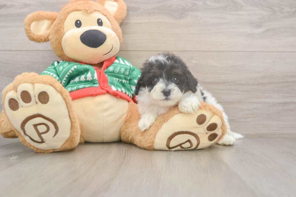 Little Havadoodle Poodle Mix Puppy