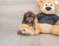 8 week old Havapoo Puppy For Sale - Premier Pups