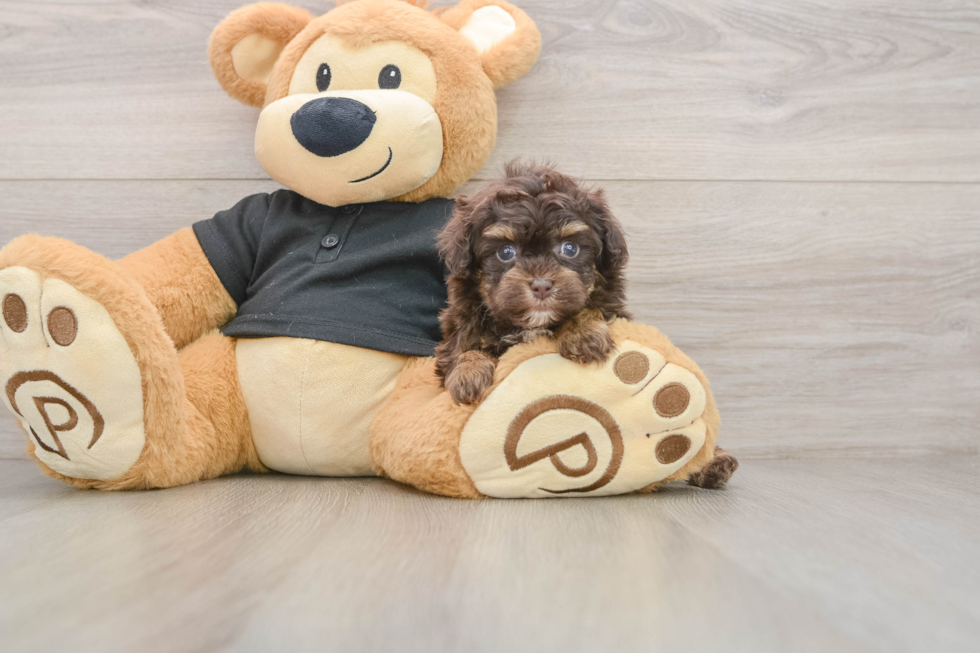 Havapoo Puppy for Adoption