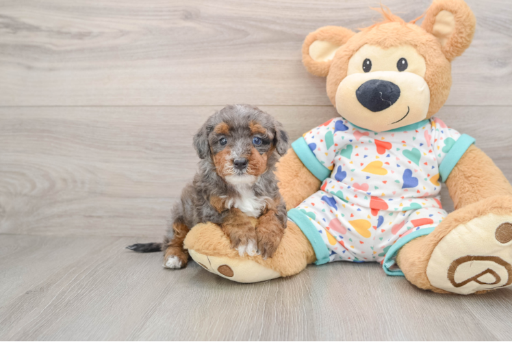 Sweet Havapoo Baby